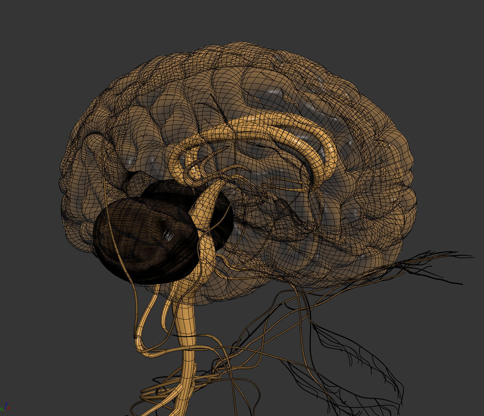 Human Male Internal Organs Anatomy 3D model_17