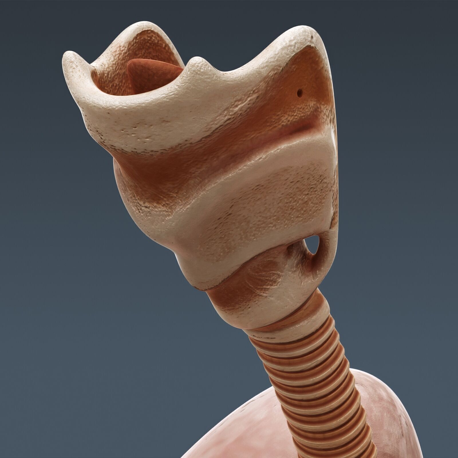 Human Male Internal Organs Anatomy 3D model_18