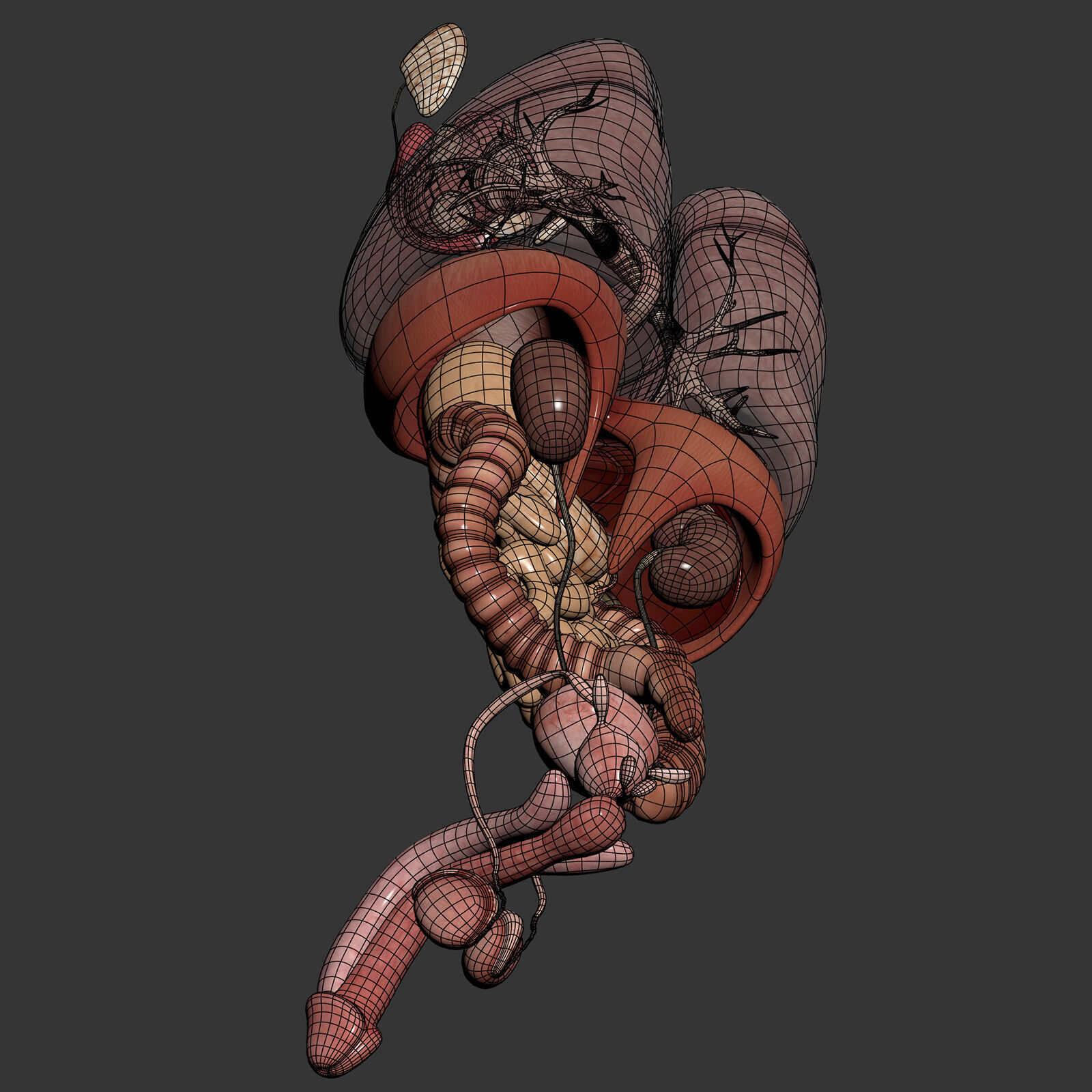 Human Male Internal Organs Anatomy 3D model_27