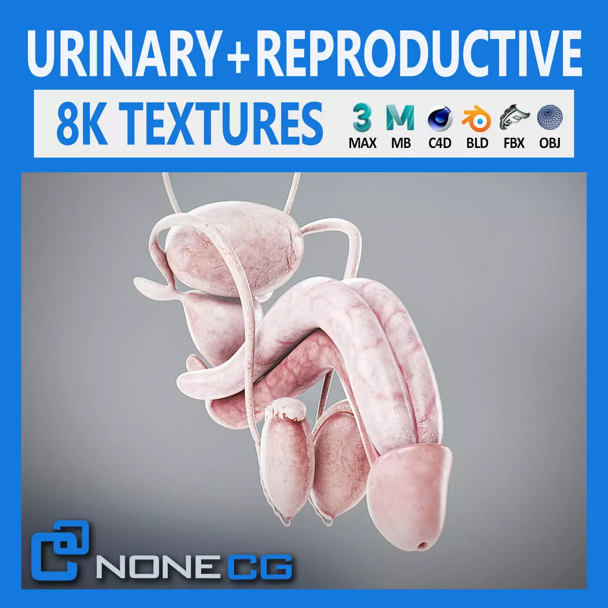 Human Male Urinary and Reproductive Anatomy 3D model