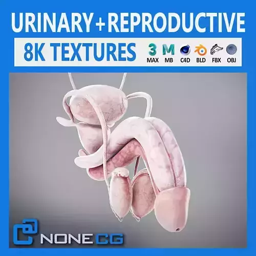 Human Male Urinary and Reproductive Anatomy 3D model