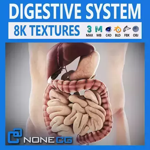 Human Male Digestive Anatomy 3D model