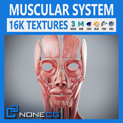 Human Female Muscular Anatomy 3D model