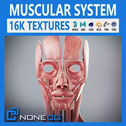 Human Female Muscular Anatomy 3D model