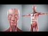 Human Female Muscular Anatomy 3D model_1