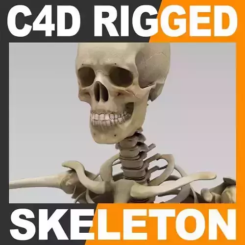 Human Skeleton Cinema 4D - Rigged Anatomy 3D model