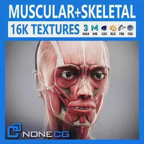 Human Female Skeletal and Muscular Anatomy