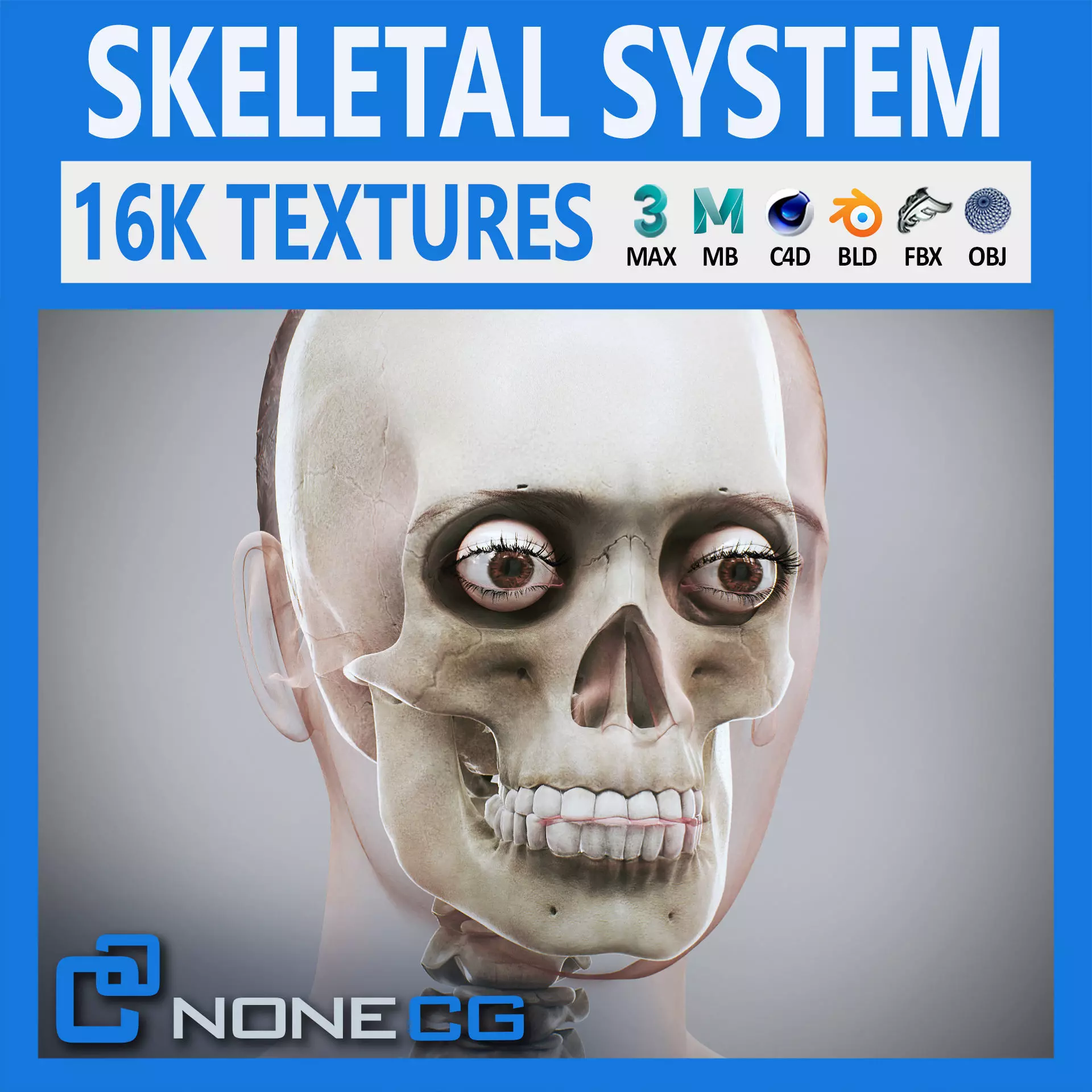 Human Female Skeletal Anatomy 3D model