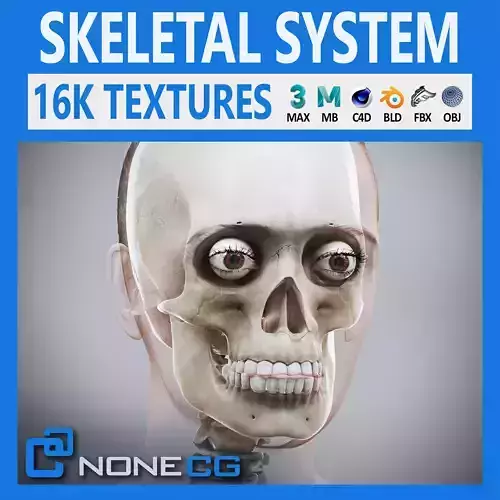 Human Female Skeletal Anatomy