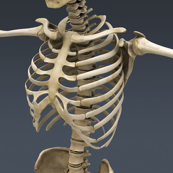 Human Skeleton Maya - Rigged Anatomy 3D model_14