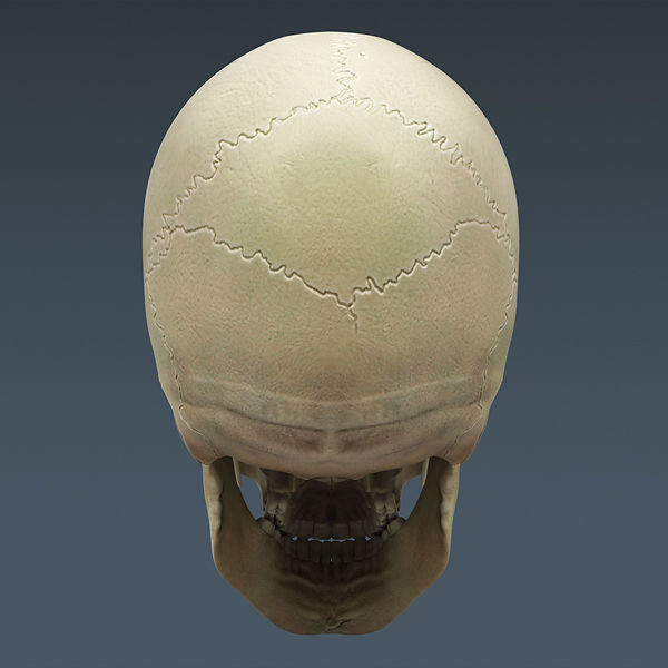Human Skeleton Maya - Rigged Anatomy 3D model_17