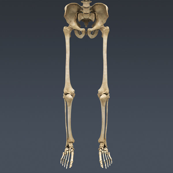 Human Skeleton Maya - Rigged Anatomy 3D model_12