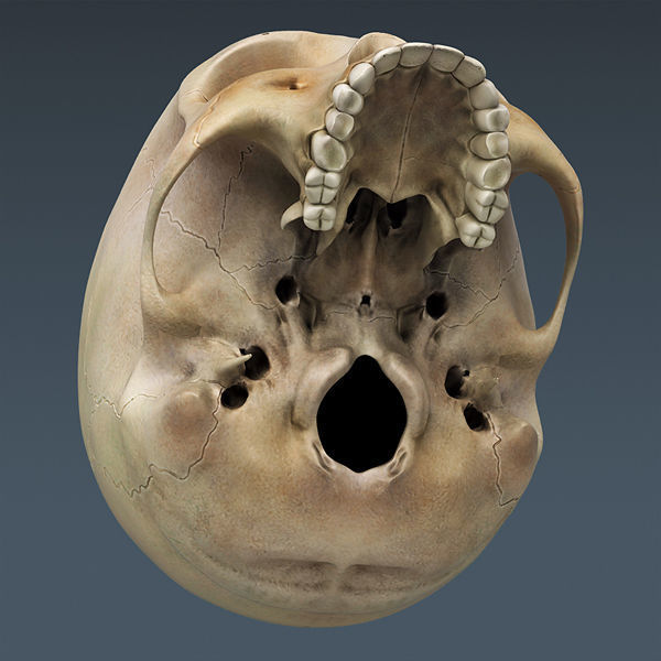 Human Skeleton Maya - Rigged Anatomy 3D model_11
