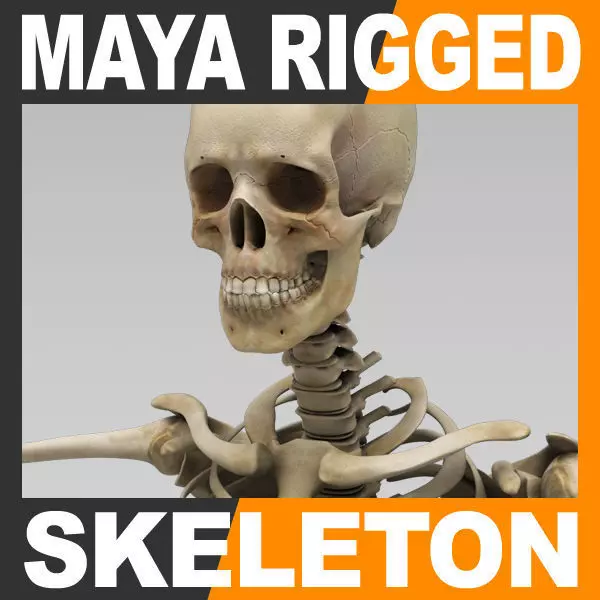 Human Skeleton Maya - Rigged Anatomy 3D model_0
