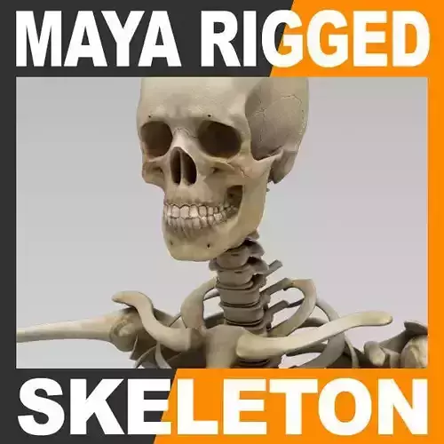 Human Skeleton Maya - Rigged Anatomy 3D model