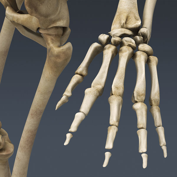 Human Skeleton Maya - Rigged Anatomy 3D model_7
