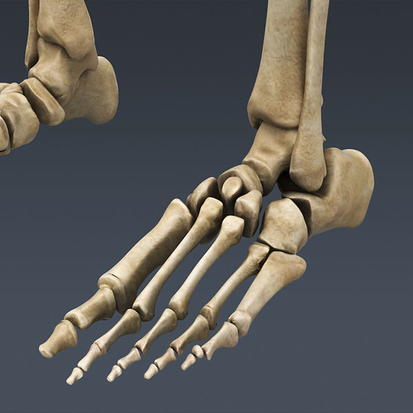 Human Skeleton Maya - Rigged Anatomy 3D model_8
