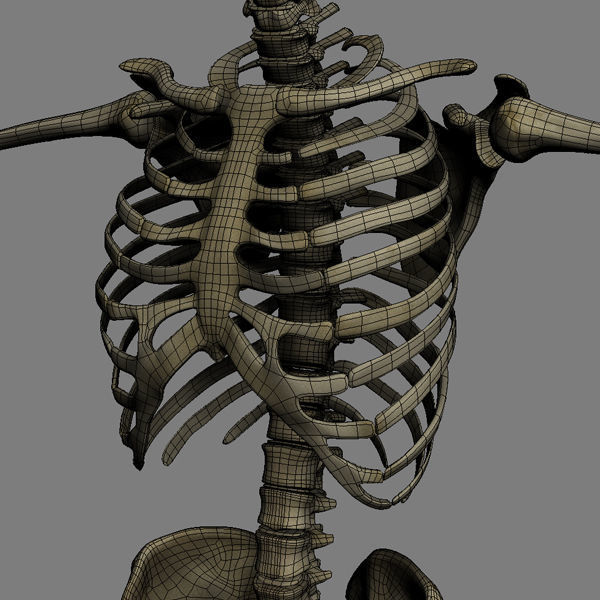 Human Skeleton Maya - Rigged Anatomy 3D model_21