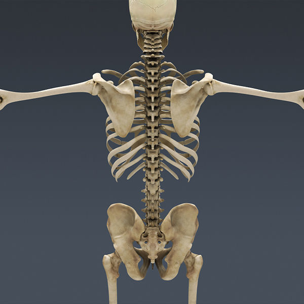 Human Skeleton Maya - Rigged Anatomy 3D model_5