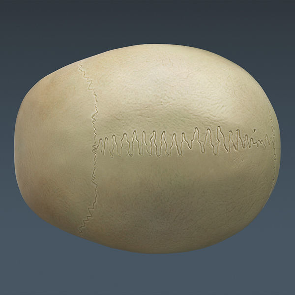 Human Skeleton Maya - Rigged Anatomy 3D model_16