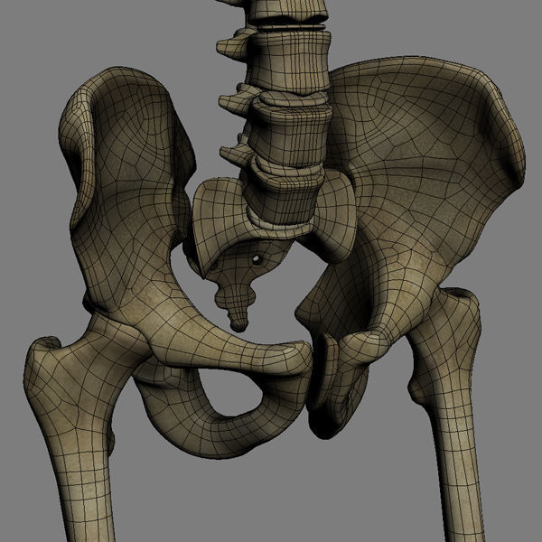 Human Skeleton Maya - Rigged Anatomy 3D model_23