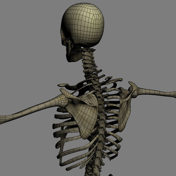 Human Skeleton Maya - Rigged Anatomy 3D model_26