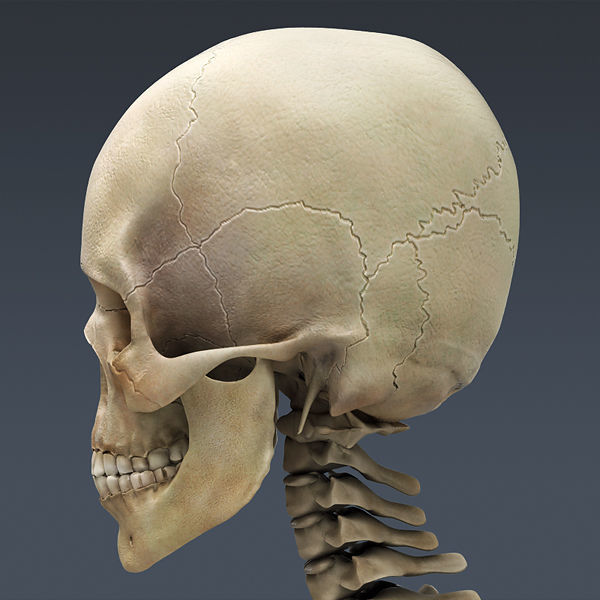 Human Skeleton Maya - Rigged Anatomy 3D model_15