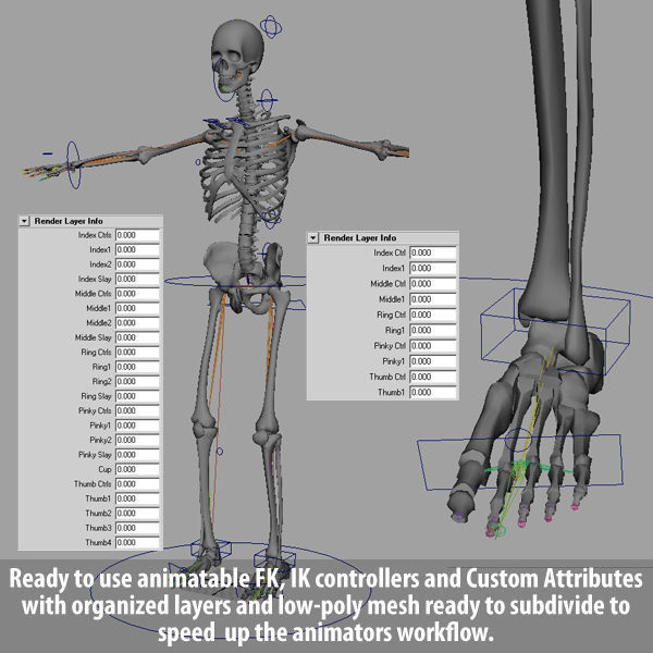 Human Skeleton Maya - Rigged Anatomy 3D model_1