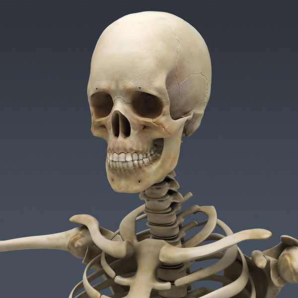 Human Skeleton Maya - Rigged Anatomy 3D model_2