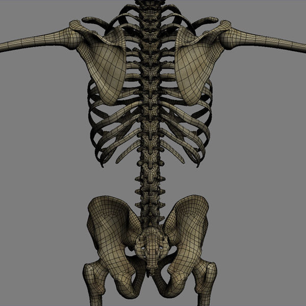 Human Skeleton Maya - Rigged Anatomy 3D model_22