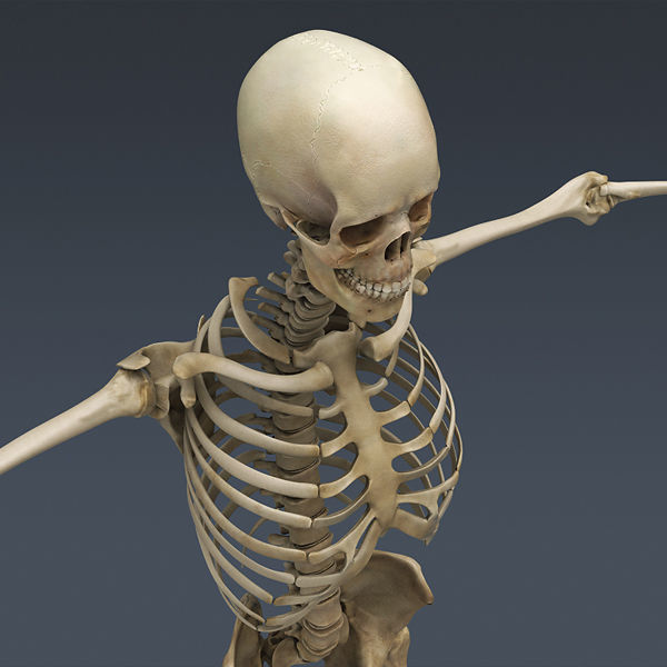 Human Skeleton Maya - Rigged Anatomy 3D model_9