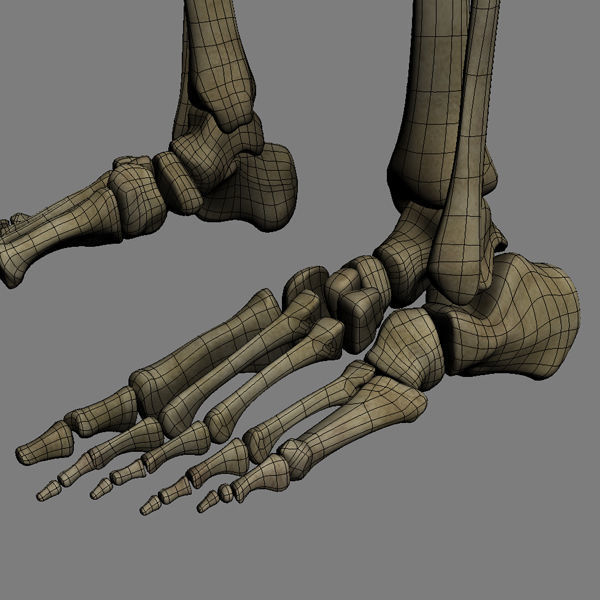 Human Skeleton Maya - Rigged Anatomy 3D model_24