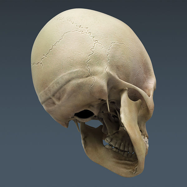 Human Skeleton Maya - Rigged Anatomy 3D model_18
