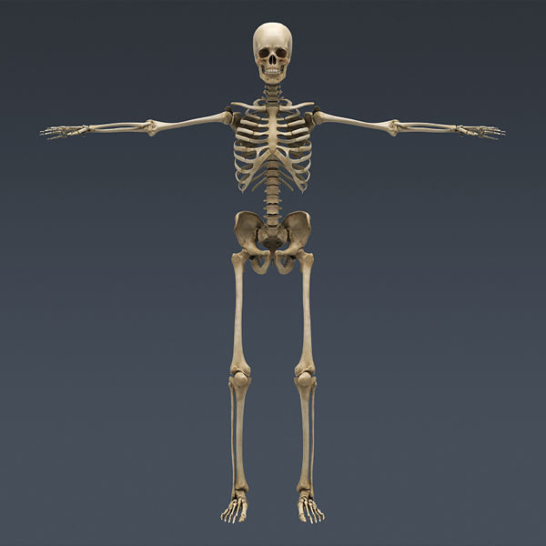 Human Skeleton Maya - Rigged Anatomy 3D model_4