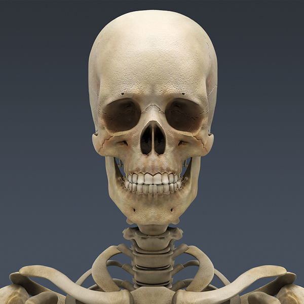 Human Skeleton Maya - Rigged Anatomy 3D model_13