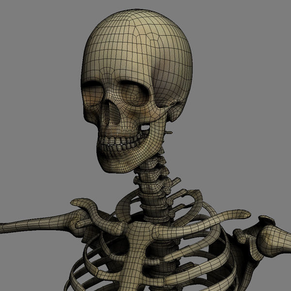 Human Skeleton Maya - Rigged Anatomy 3D model_20