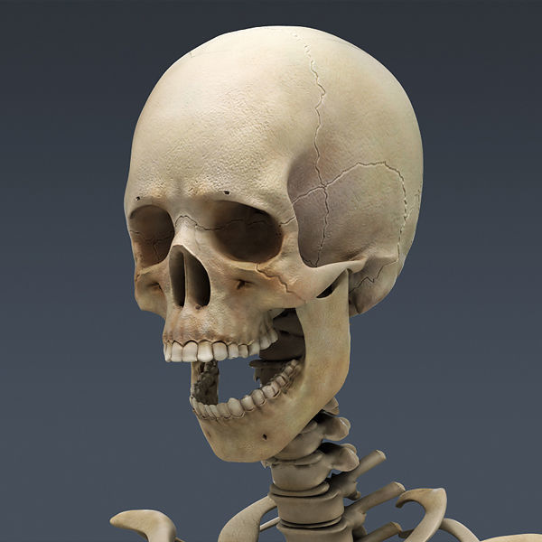 Human Skeleton Maya - Rigged Anatomy 3D model_10