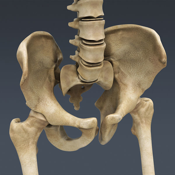 Human Skeleton Maya - Rigged Anatomy 3D model_6