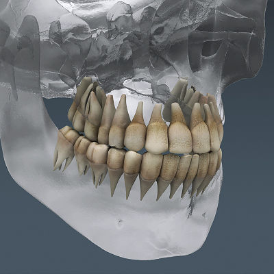 Human Skeleton Maya - Rigged Anatomy 3D model_19