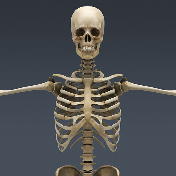 Human Skeleton Maya - Rigged Anatomy 3D model_3
