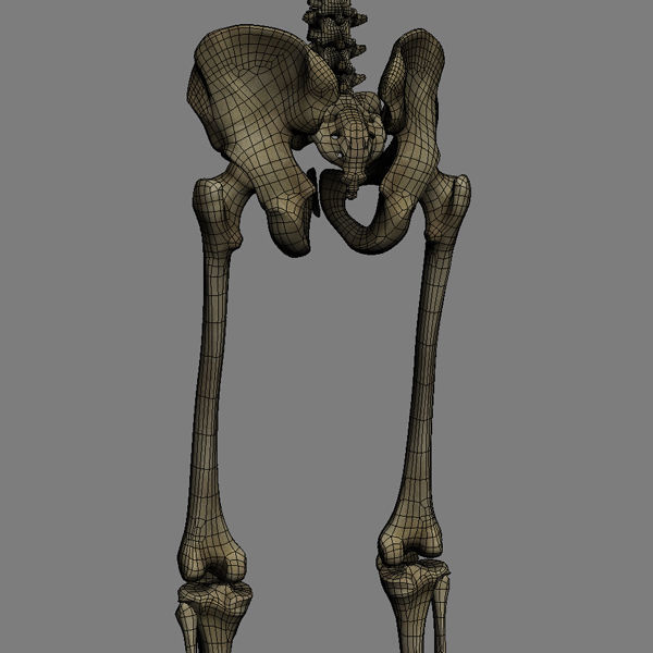 Human Skeleton Maya - Rigged Anatomy 3D model_27