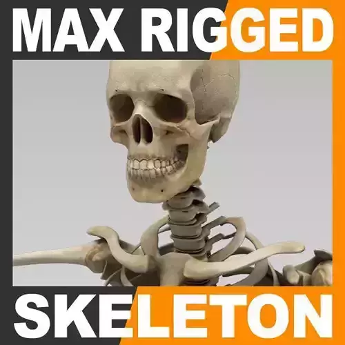 Human Skeleton 3ds Max - Rigged Anatomy 3D model