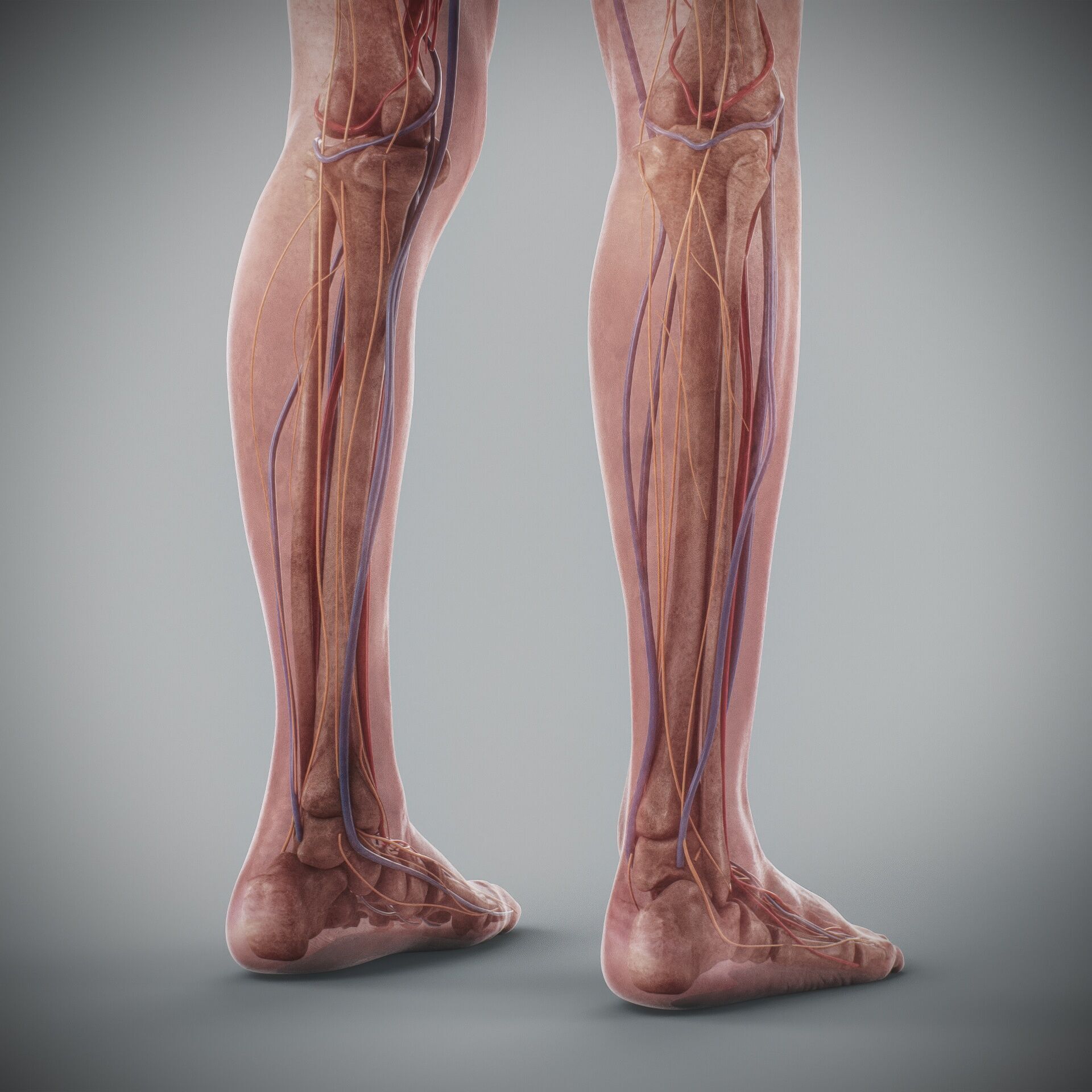 Human Male and Female Complete Anatomy 3D model_87