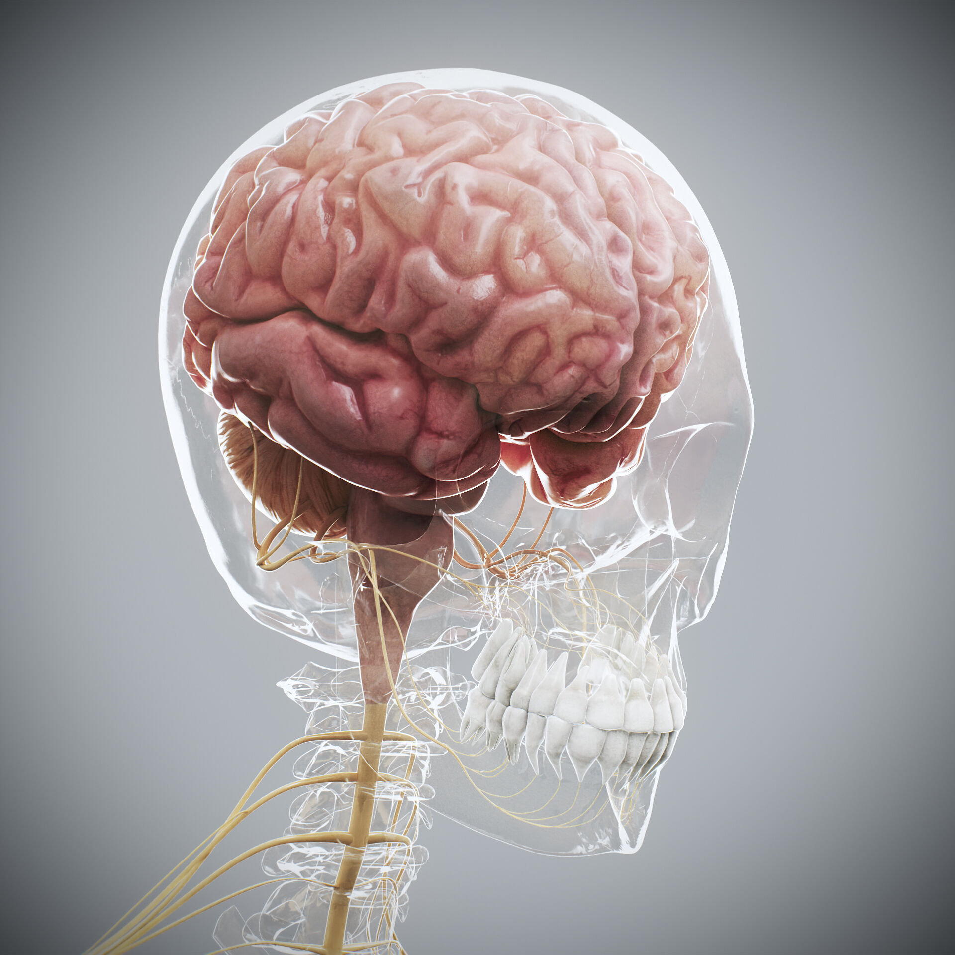 Human Male and Female Complete Anatomy 3D model_22