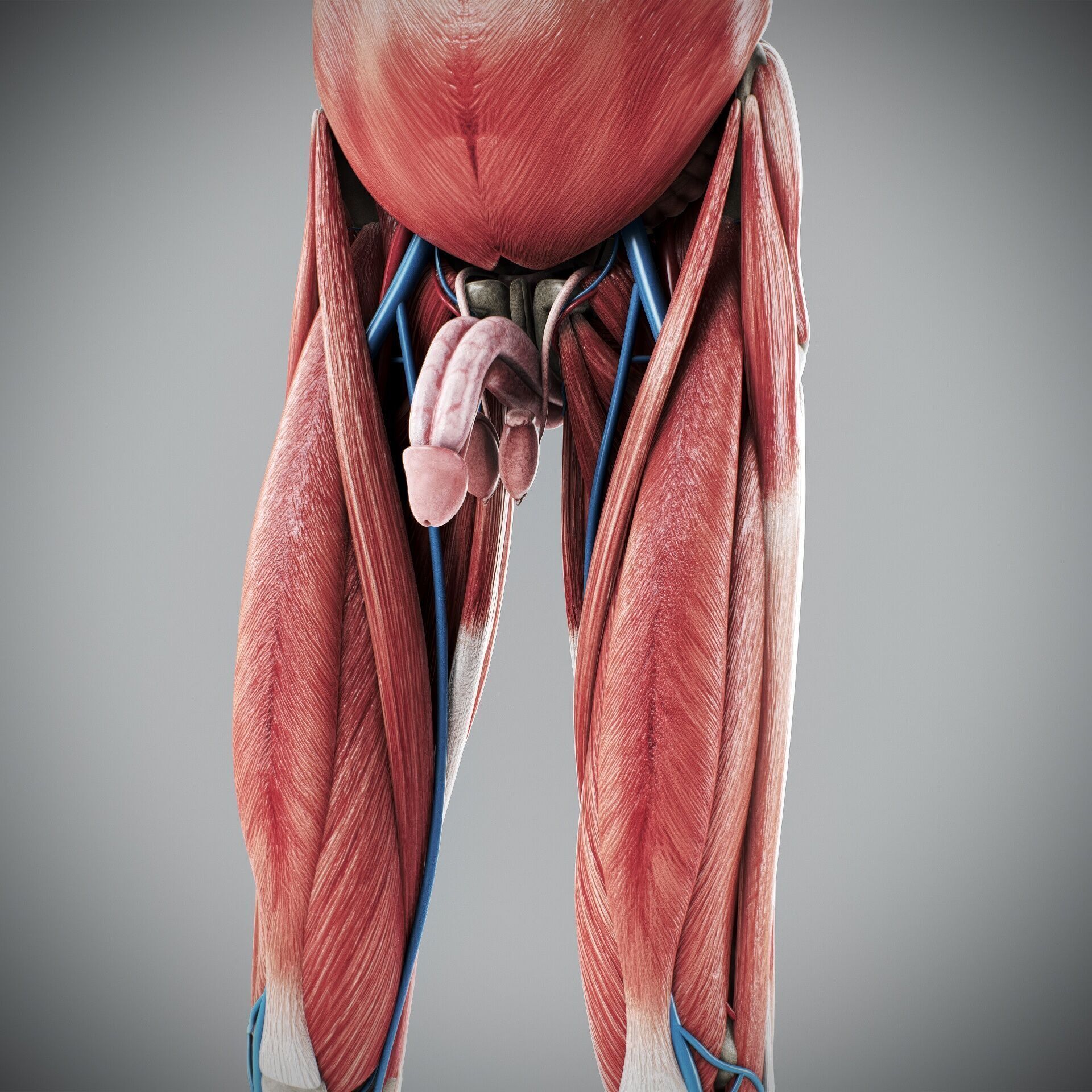 Human Male and Female Complete Anatomy 3D model_71