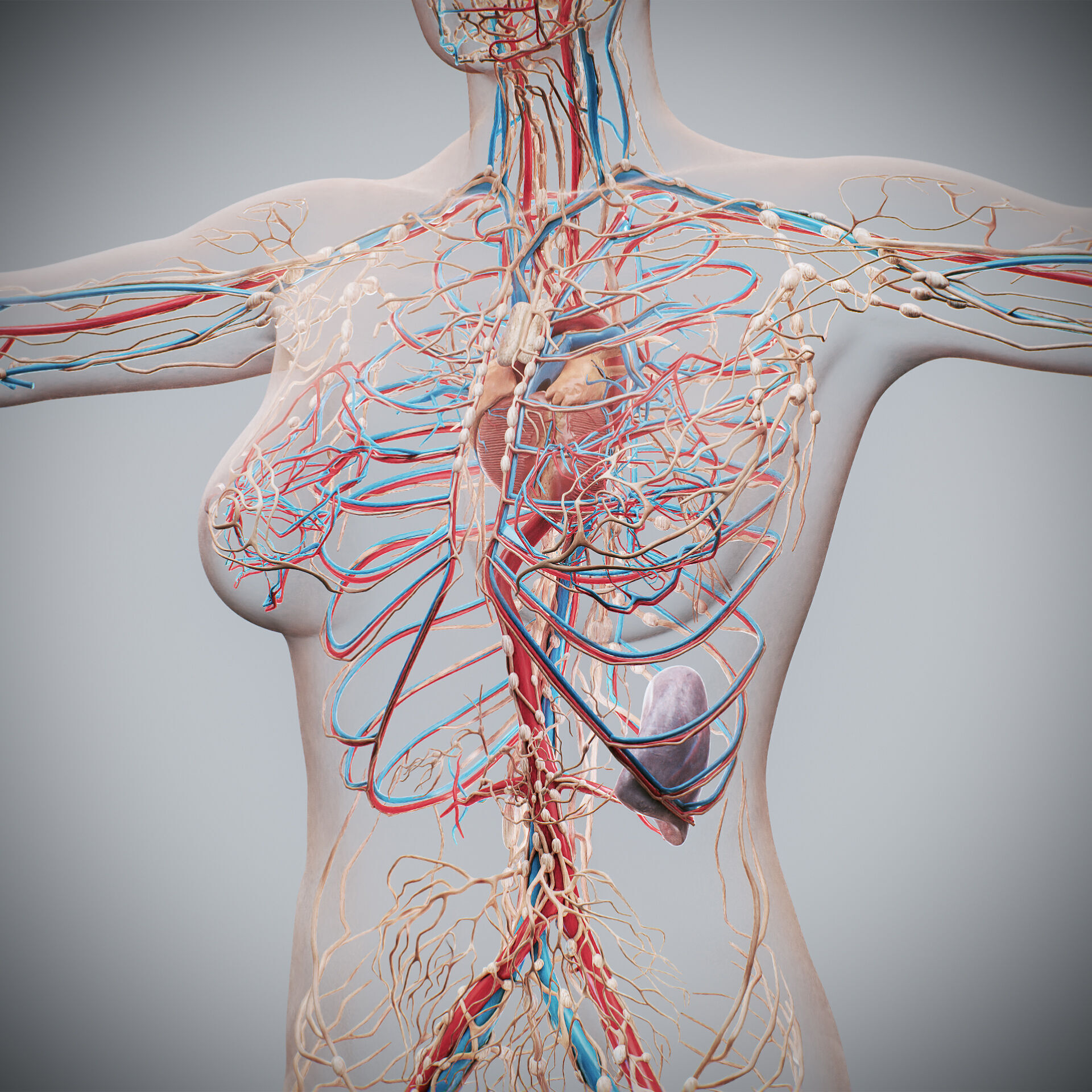 Human Male and Female Complete Anatomy 3D model_60