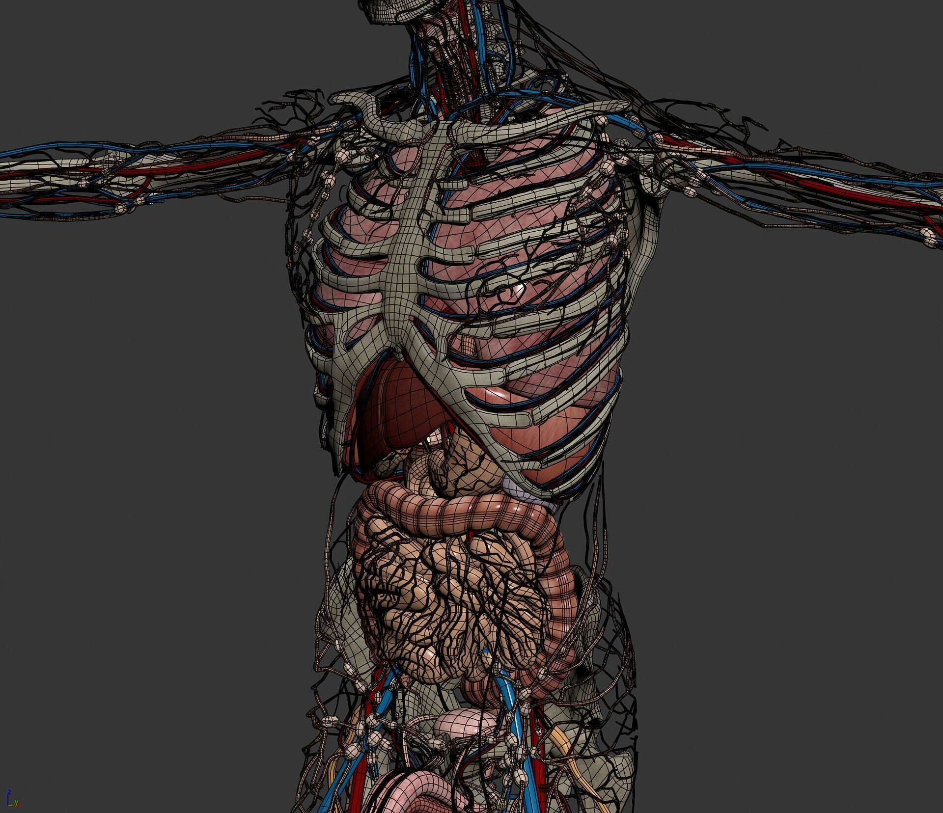 Human Male and Female Complete Anatomy 3D model_25