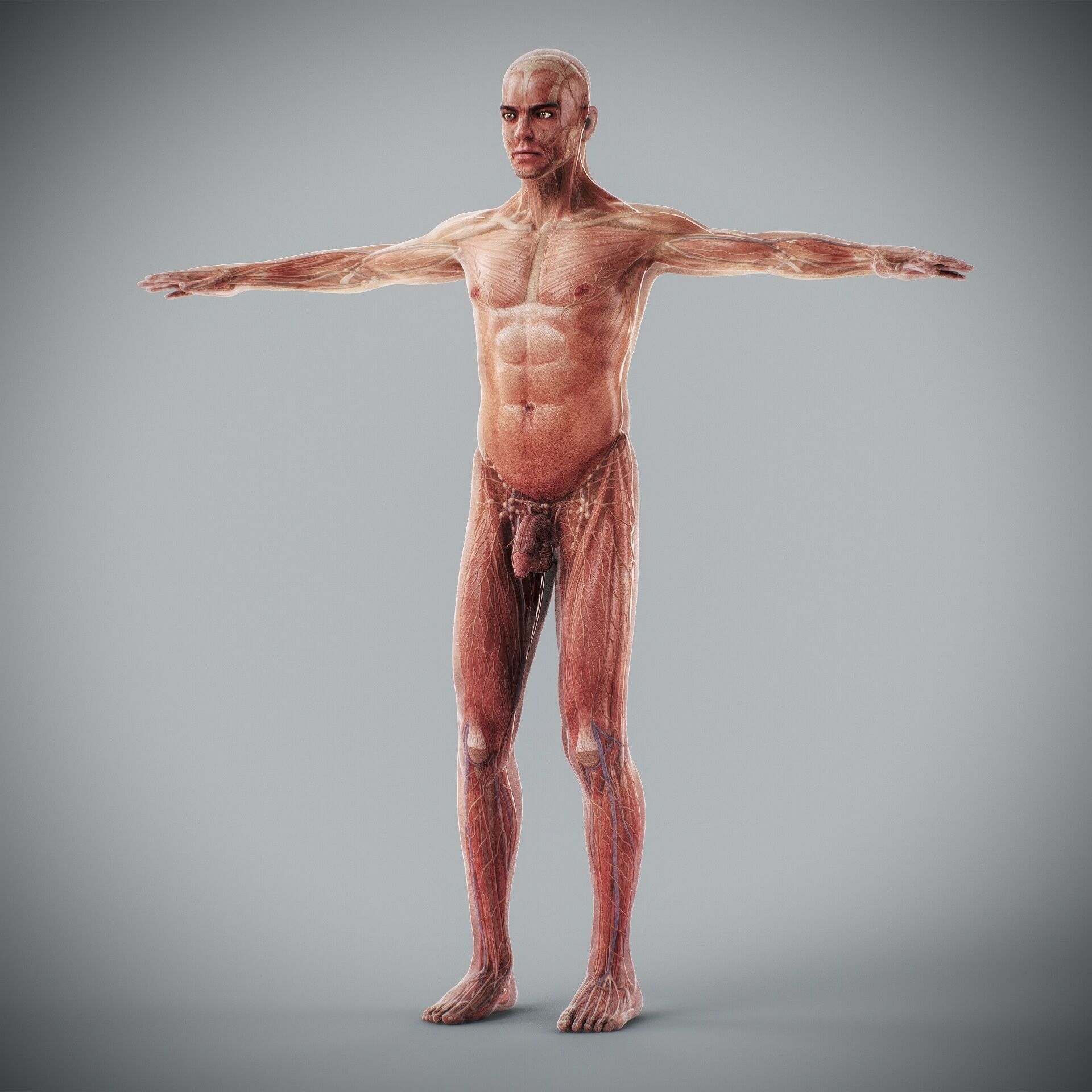 Human Male and Female Complete Anatomy 3D model_47
