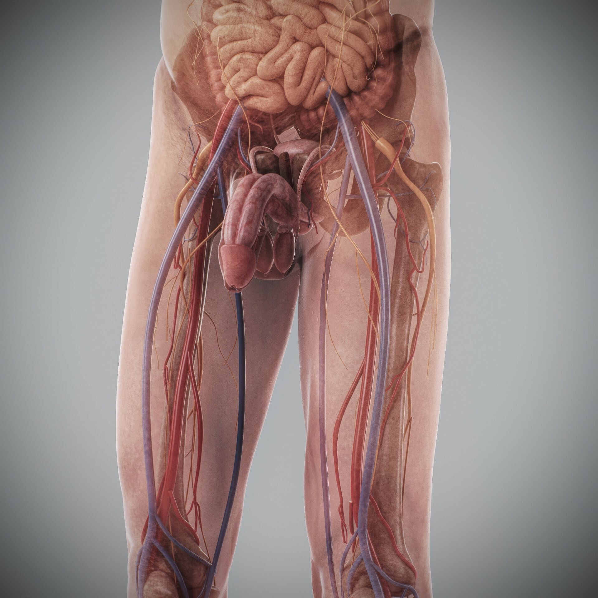 Human Male and Female Complete Anatomy 3D model_72
