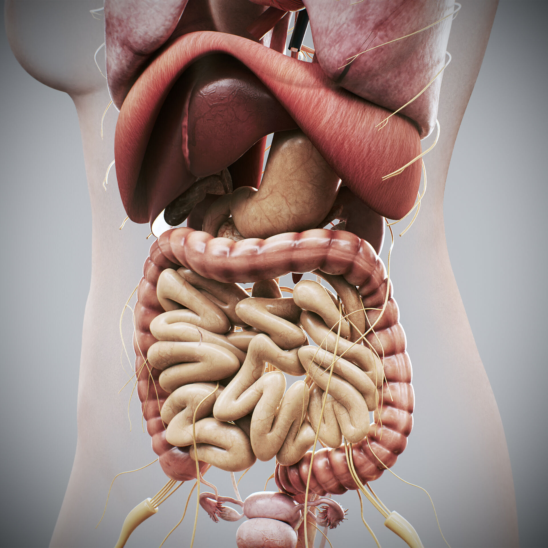 Human Male and Female Complete Anatomy 3D model_38
